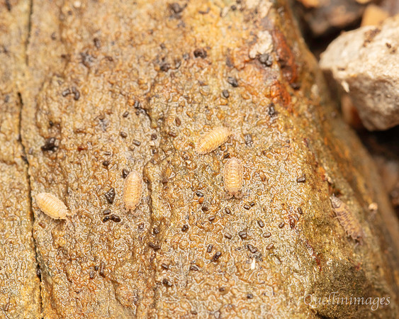 065. Wood louse nursery Gov. Hse. 19OCT24
