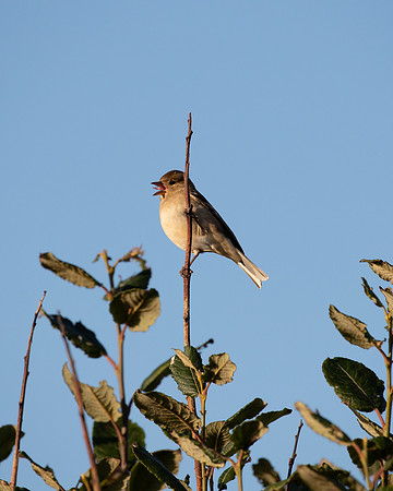 Linnet