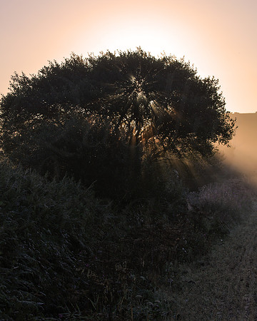 Sun through the mist