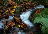 Autumn leaves