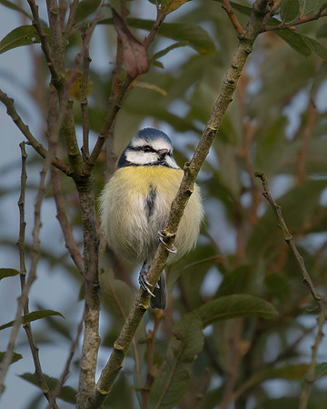 Blue Tit