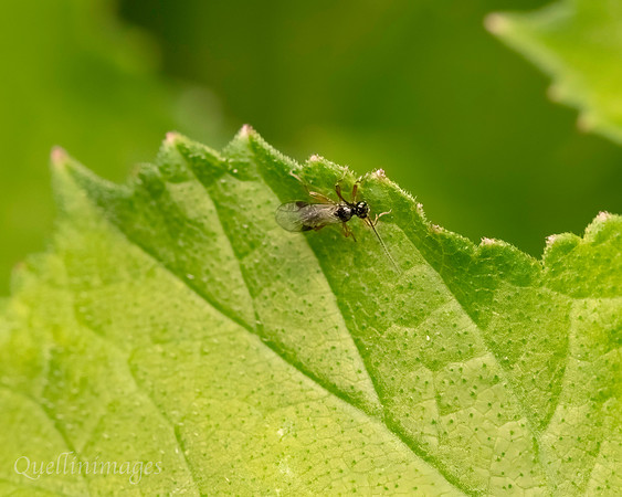 034. V small wasp Gov. Hse. 19OCT24