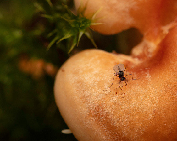 057. Fungus gnat Gov. Hse. 19OCT24