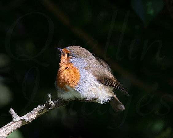 Robin, Ballure