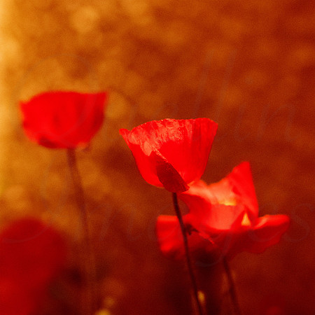 Poppies at night