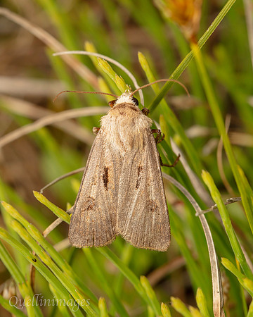 Moth not known 1 03 POA 15JUN25