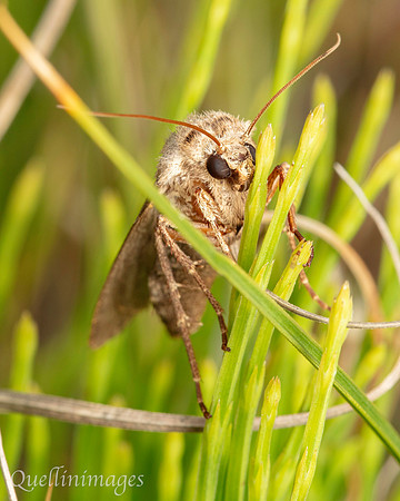 Moth not known 1 04 POA 15JUN25
