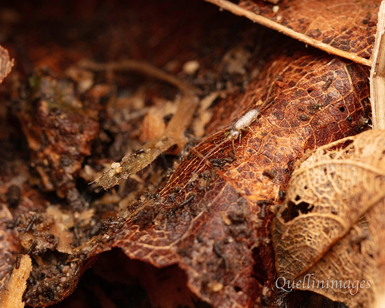 066. Springtail 2 Gov. Hse. 19OCT24