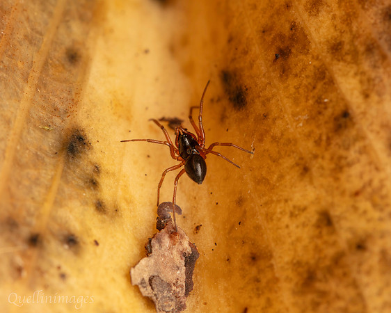 032. Small Spider Gov. Hse. 19OCT24