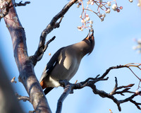 Waxwing