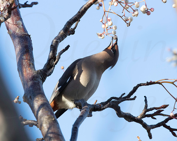 Waxwing
