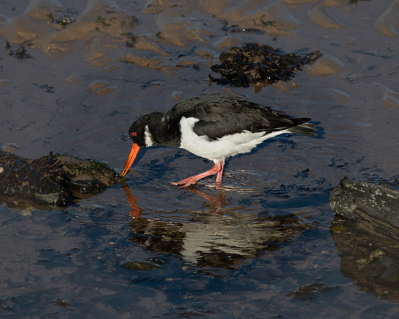 Oystercatcher
