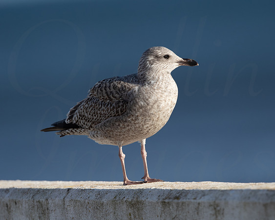 Young Herring Gull