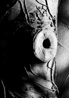 Tree Hole