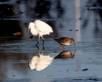 Egret and Redshank