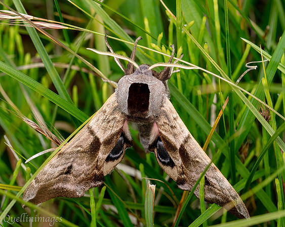 Eyed Hawk Moth 03 POA 15JUN25