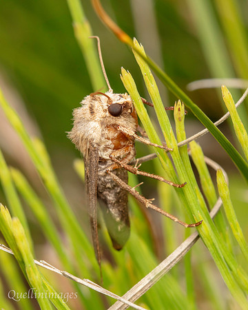 Moth not known 1 05 POA 15JUN25