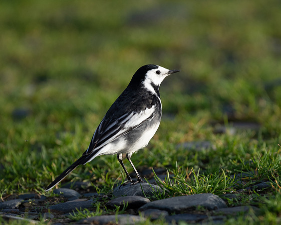 Pieed Wagtail Pm 13 Nov 21