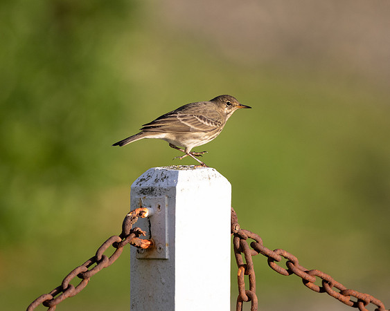 Rock Pipit 1 13 Nov 21