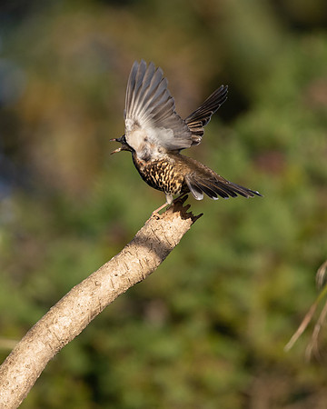 Thrush 1 PM 13 Nov 21