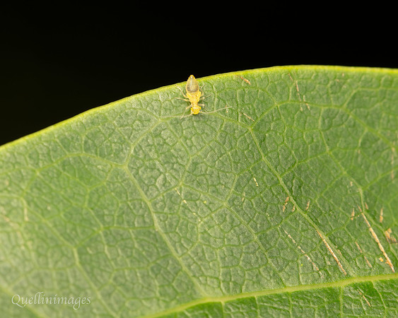 033. Yella Fella Gov. Hse. 19OCT24