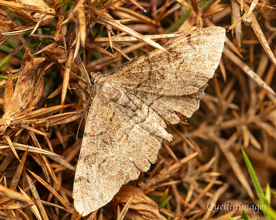Moth not known 4 02 POA 15JUN25
