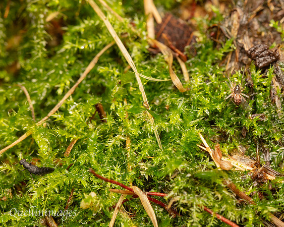 053. Spider small and beetle Gov. Hse. 19OCT24