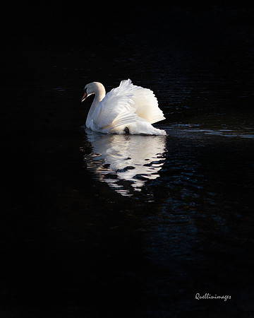 Swan, Sulby River