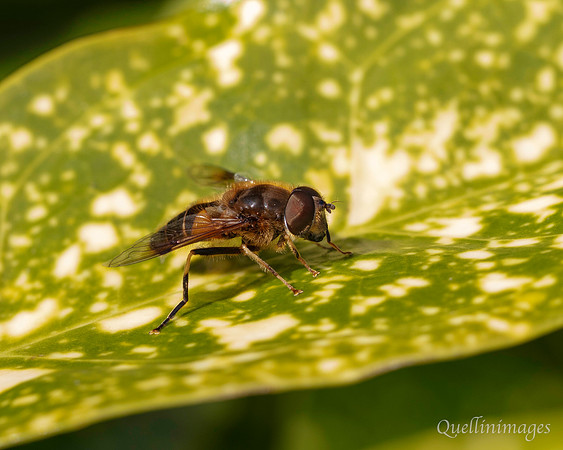 022. Hover fly Gov. Hse. 19OCT24