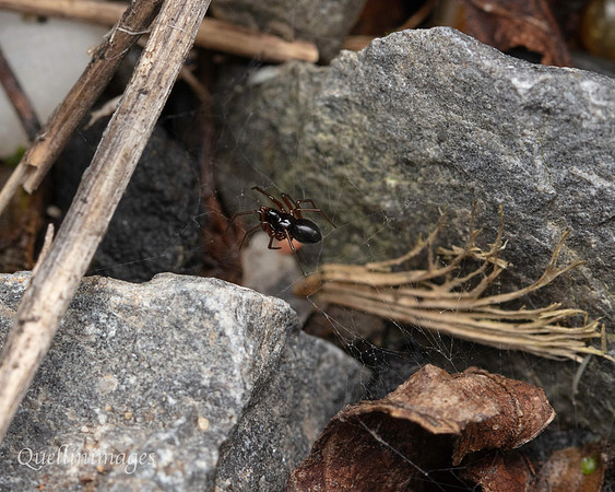 080. Spider small Gov. Hse. 19OCT24