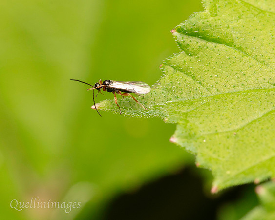 040. V small wasp Gov. Hse. 19OCT24