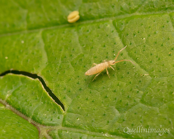 039. Springtail 1 Gov. Hse. 19OCT24