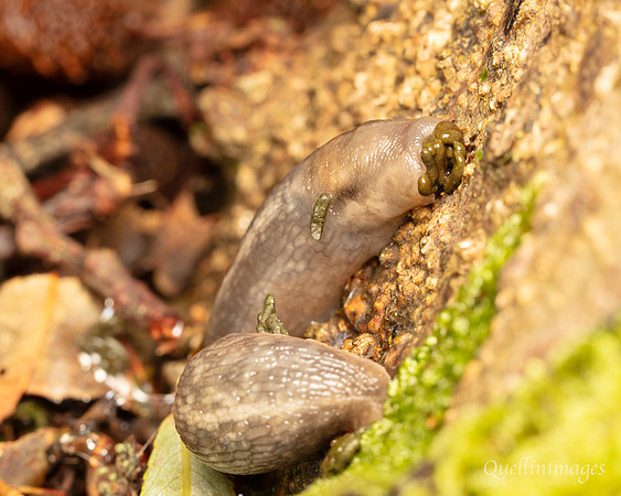 043. Slug waste disposal Gov. Hse. 19OCT24