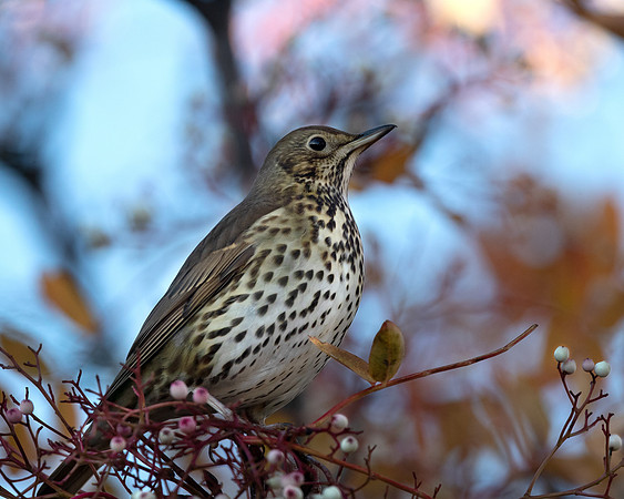 Thrush with Rowan berries 2a Dec 21
