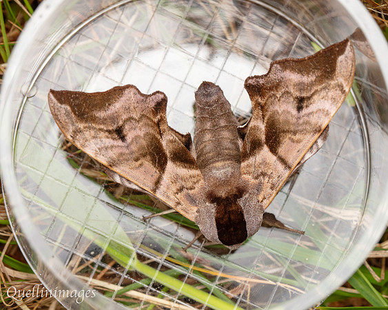 Eyed Hawk Moth 01 POA 15JUN25