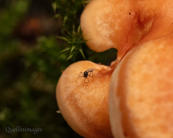 055. Fungus gnat Gov. Hse. 19OCT24