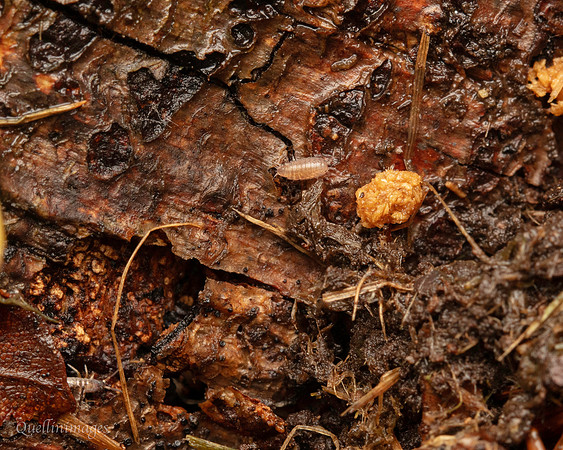 006. Woodlouse Springtail Gov. Hse. 19OCT24