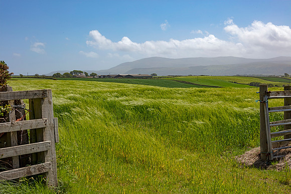 Barley field Andreas