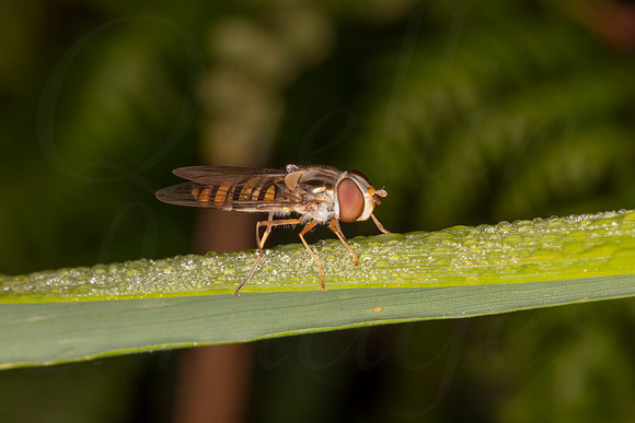 Marmalade Hoverfly morning dew