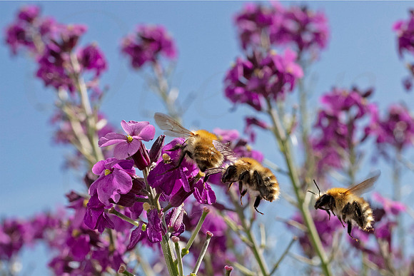 Carder Bee landing