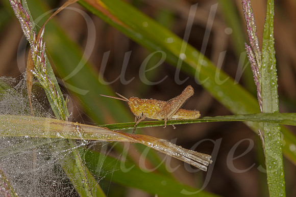 Field Grasshopper