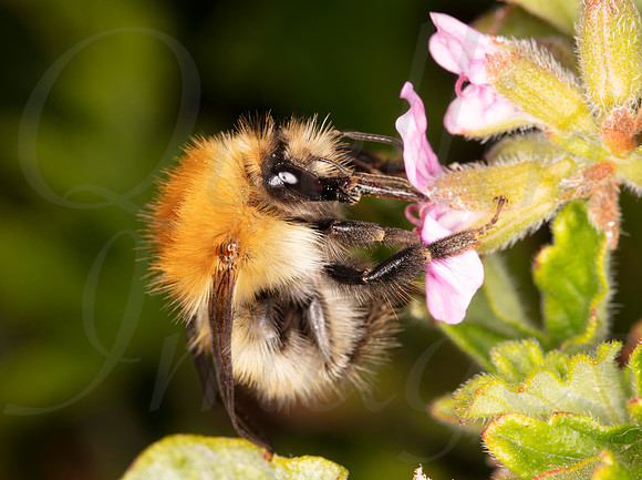 Common Cardeer Bee Feeding