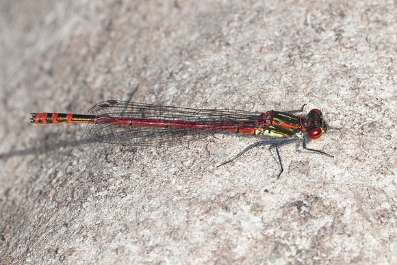 Ruddy Darter