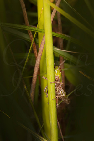 Grasshopper Peekaboo