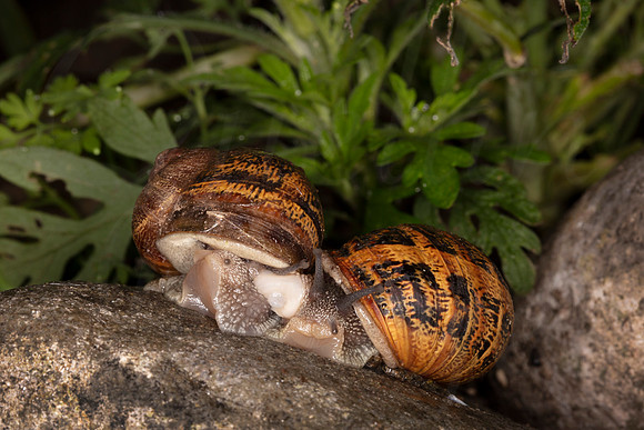 Snail love in the rain