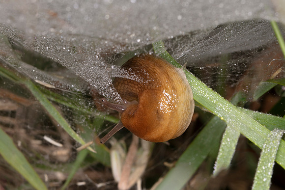 Slug on a wet cobweb