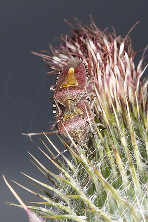 Hairy Shield Bugs