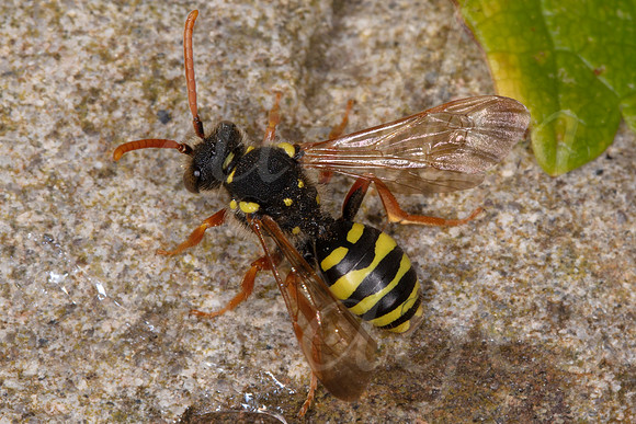 Nomad Bee