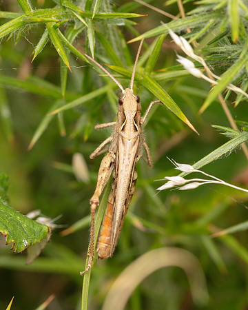 Grasshopper 1 18AUG24