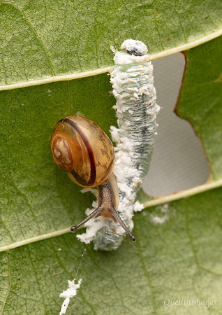 002. Cotton wool caterpillar and snail 21SEP24